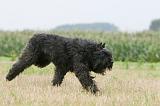 BOUVIER DES FLANDRES 414